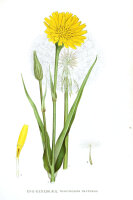 Wiesenbocksbart (Tragopogon pratensis) Samen