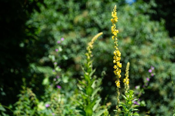 Großblütige Königskerze (Verbascum densiflorum) Samen