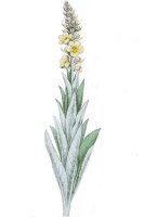 Großblütige Königskerze (Verbascum...