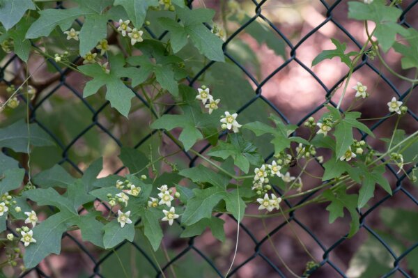 Rotfrüchtige Zaunrübe (Bryonia dioica) Samen