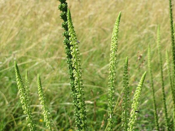 Färberwau, Färber-Resede (Reseda luteola) Samen