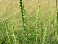 Färberwau, Färber-Resede (Reseda luteola) Samen