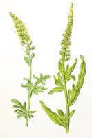 Färberwau, Färber-Resede (Reseda luteola) Samen