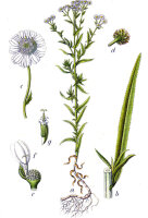 Sumpf-Schafgarbe (Achillea ptarmica) Samen
