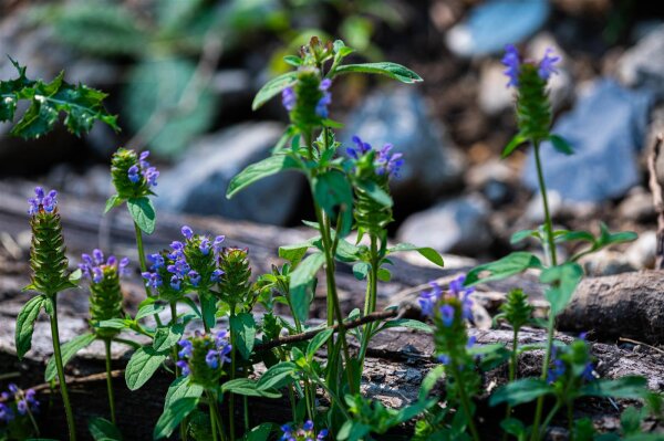 kleine Braunelle (Prunella vulgaris) Samen