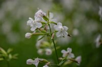 Gewöhnl. Seifenkraut (Saponaria officinalis) Samen