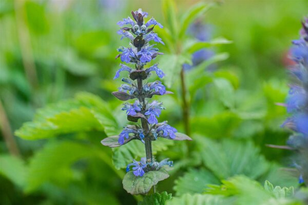 Kriechender Günsel (Ajuga reptans) Pflanze, teilweise rotlaubig
