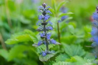 Kriechender Günsel (Ajuga reptans) Pflanze,...