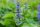 Kriechender Günsel (Ajuga reptans) Pflanze, teilweise rotlaubig