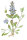 Kriechender Günsel (Ajuga reptans) Pflanze, teilweise rotlaubig