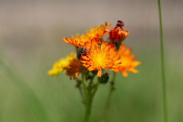 Orangerotes Habichtskraut (Hieracium aurantiacum) Samen