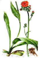 Orangerotes Habichtskraut (Hieracium aurantiacum) Samen