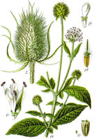 Behaarte Karde (Dipsacus pilosus) Samen