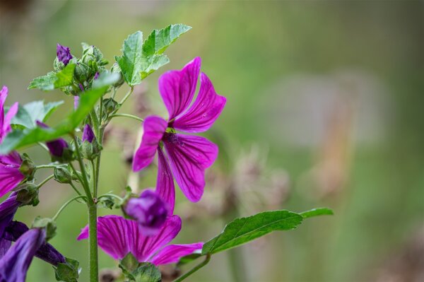 Wilde Malve (Malva sylvestris  ssp.mauritiana), Pflanze