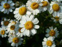 Mutterkraut (Tanacetum parthenium) Samen