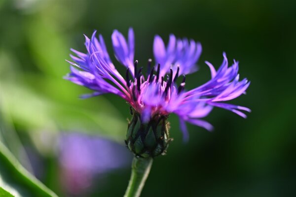 Berg-Flockenblume (Centaurea montana), Pflanze