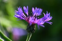 Berg-Flockenblume (Centaurea montana), Pflanze