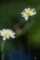 Gelbe Skabiose (Scabiosa ochroleuca) Samen
