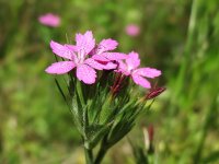 Raue Nelke (Dianthus armeria) Samen