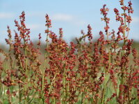 Kleiner Sauerampfer (Rumex acetosella) Pflanze