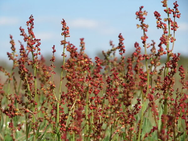 Kleiner Sauerampfer (Rumex acetosella) Samen