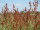 Kleiner Sauerampfer (Rumex acetosella) Samen