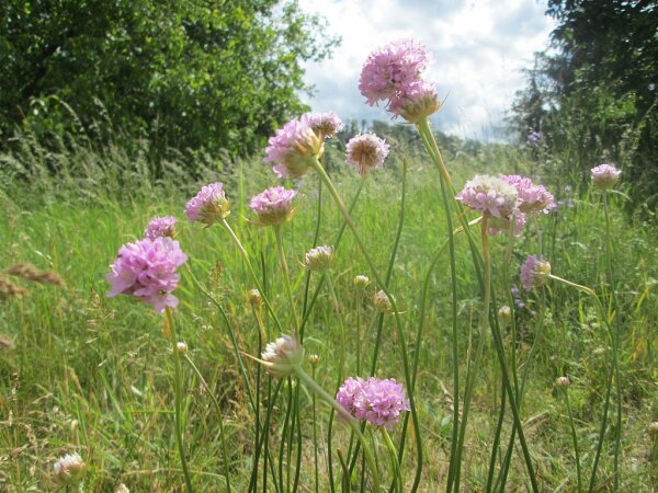Gewöhnliche Grasnelke (Armeria maritima susp. elongata) Samen