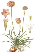 Gewöhnliche Grasnelke (Armeria maritima susp....