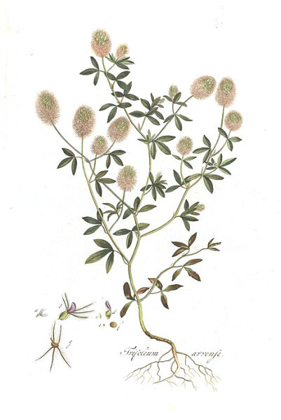 Hasenklee (Trifolium arvense), Samen