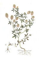 Hasenklee (Trifolium arvense), Samen