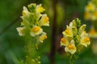 Echtes Leinkraut (Linaria vulgaris), Samen