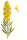 Echtes Leinkraut (Linaria vulgaris), Samen