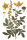 Gewöhnl. Odermennig (Agrimonia eupatoria), Samen