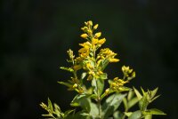 Gewöhnl. Gilbweiderich (Lysimachia vulgaris), Samen