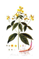 Gewöhnl. Gilbweiderich (Lysimachia vulgaris), Samen