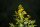 Gewöhnl. Gilbweiderich (Lysimachia vulgaris), Samen