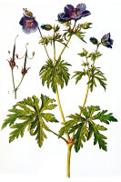 Wiesen-Storchschnabel (Geranium pratense), Samen