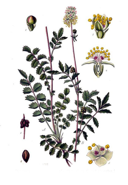 kleiner Wiesenknopf (Sanguisorba minor) Samen