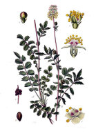 kleiner Wiesenknopf (Sanguisorba minor) Samen