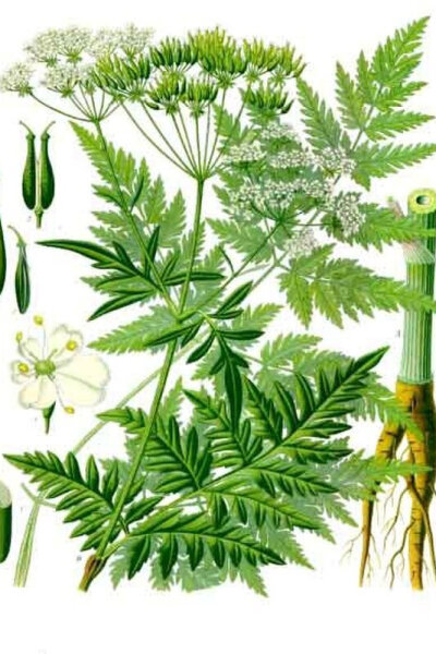 Wiesenkerbel (Anthriscus sylvestris) Samen