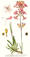 Gewöhnl. Pechnelke (Lychnis viscaria) Samen