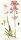 Gewöhnl. Pechnelke (Lychnis viscaria) Samen