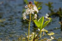Fieberklee (Menyanthes trifoliata), Pflanze