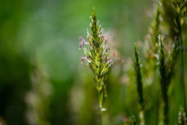 Gewöhnliches Ruchgras (Anthoxanthum odoratum), Pflanze