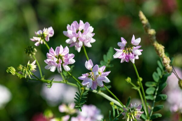 Bunte Kronwicke, Keilwicke (Coronilla varia, Securigera varia), Pflanze