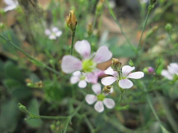 Steinbrechfelsennelke (Petrorhagia saxifraga), Pflanze