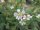 Steinbrechfelsennelke (Petrorhagia saxifraga), Pflanze