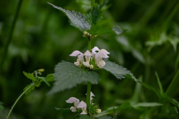 Weiße Taubnessel (Lamium album), Pflanze