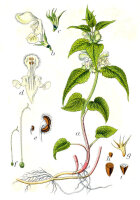 Weiße Taubnessel (Lamium album), Pflanze