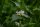Weiße Taubnessel (Lamium album), Pflanze